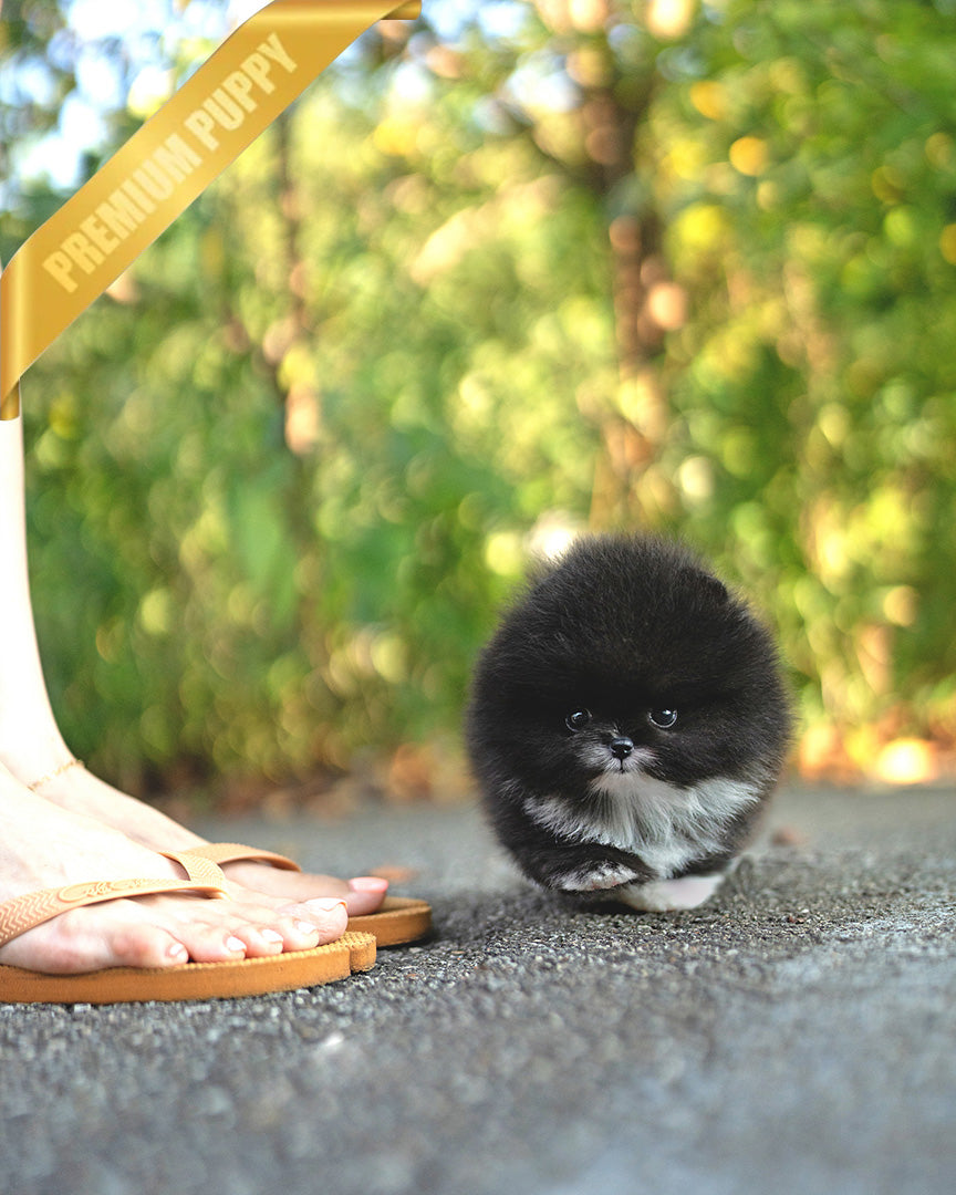 THOR - MALE (PURCHASED by GERARD) - ROLLYPUPS OFFICIAL