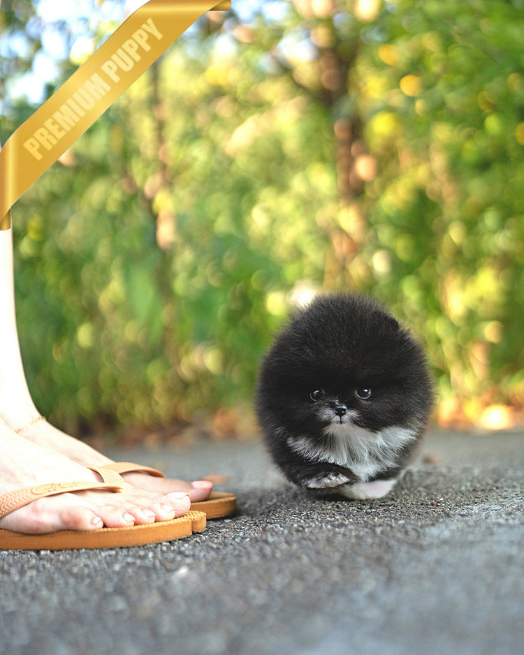 THOR - MALE (PURCHASED by GERARD) - ROLLYPUPS OFFICIAL