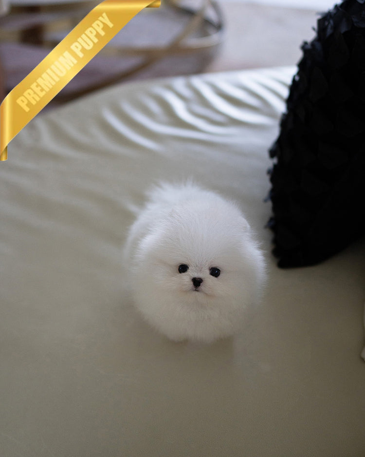 SNOWY - MALE (RESERVED by ISAAC) - ROLLY TEACUP PUPPIES - TEACUP PUPPY FOR SALE