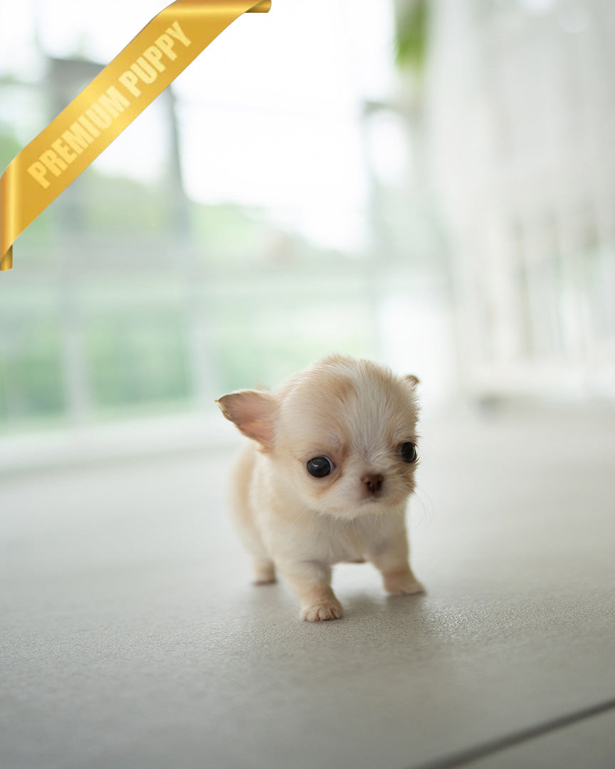 LOLA - FEMALE (PURCHASED by BETH) - ROLLY TEACUP PUPPIES - TEACUP PUPPY FOR SALE