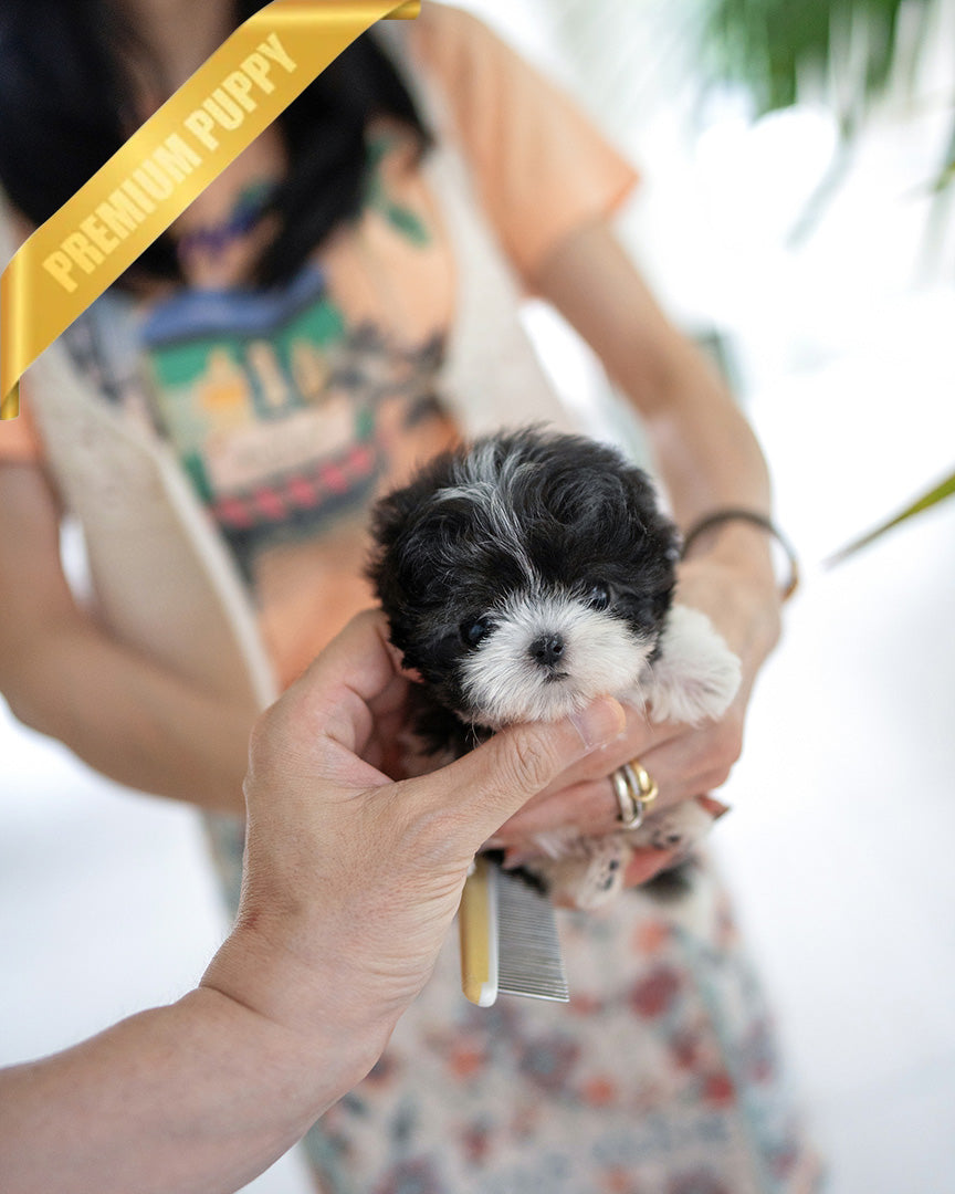 STELLA - FEMALE (PURCHASED by KIM) - ROLLY TEACUP PUPPIES - TEACUP PUPPY FOR SALE