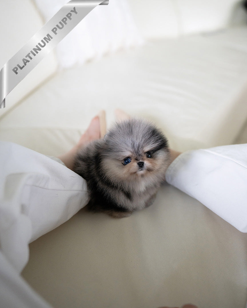 DIANA - FEMALE  (PURCHASED by TH) - ROLLY TEACUP PUPPIES - TEACUP PUPPY FOR SALE