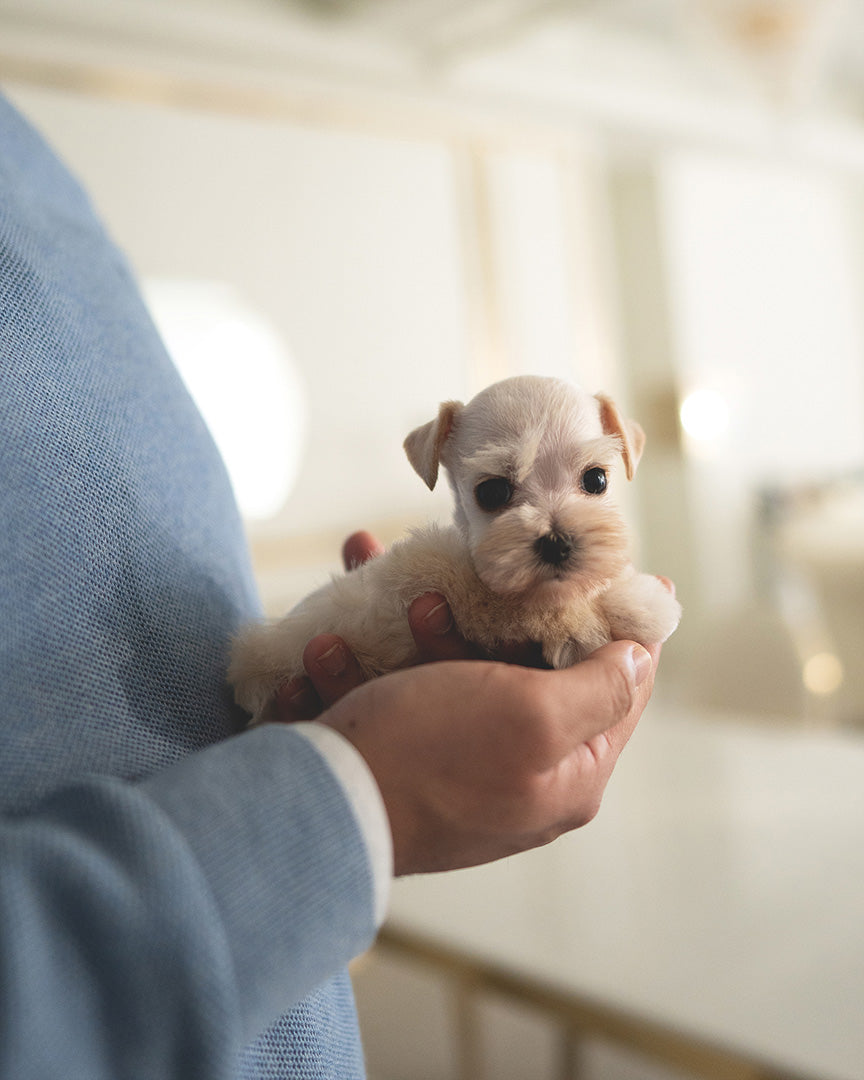 BIANCA - FEMALE (RESERVED by LOLA) - ROLLY TEACUP PUPPIES - TEACUP PUPPY FOR SALE