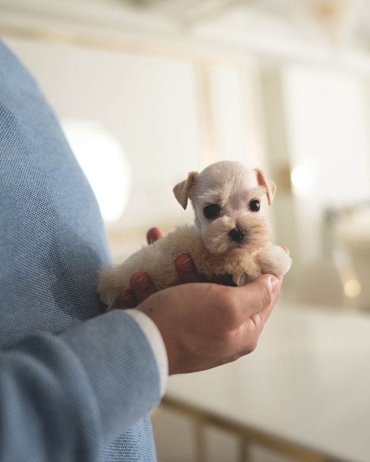 BIANCA - FEMALE (RESERVED by LOLA) - ROLLY TEACUP PUPPIES - TEACUP PUPPY FOR SALE