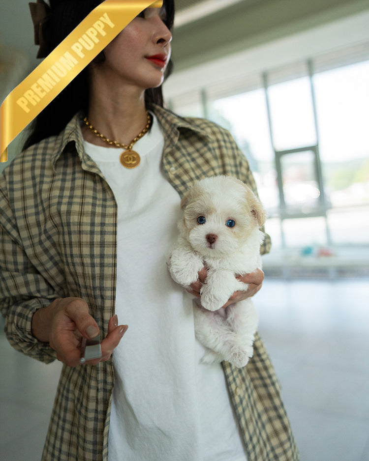 ZEPHYR  - MALE (PURCHASED by RUTH) - ROLLY TEACUP PUPPIES - TEACUP PUPPY FOR SALE