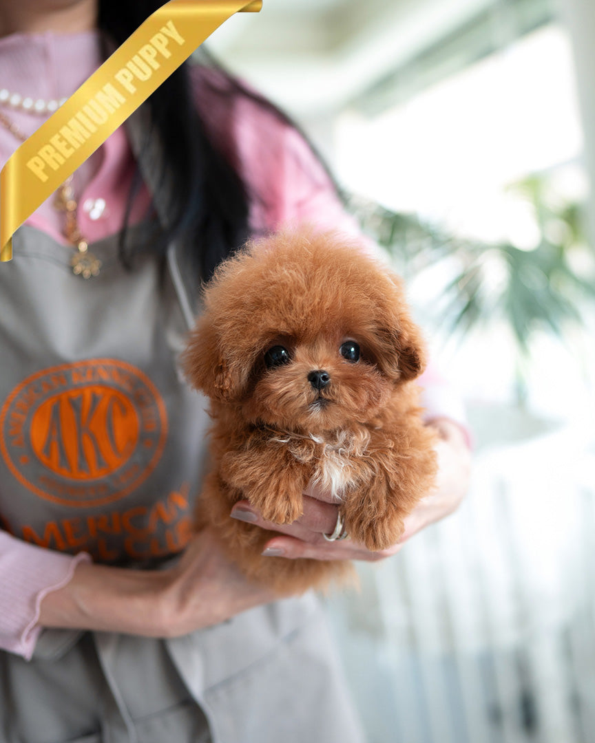 JESSICA - FEMALE (PURCHASED by MARIE) - ROLLY TEACUP PUPPIES - TEACUP PUPPY FOR SALE