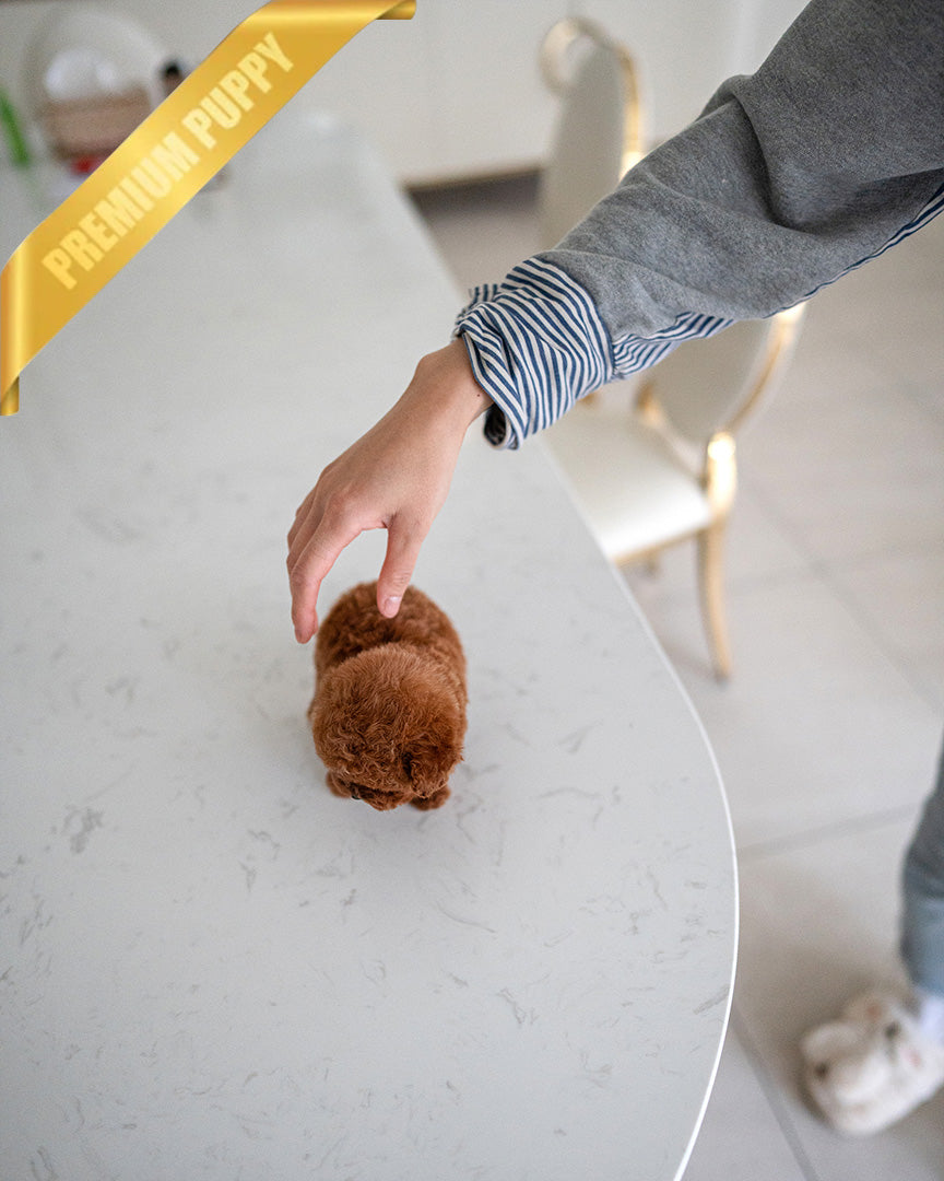 SIMON - MALE (PURCHASED by LOUIE) - ROLLYPUPS OFFICIAL