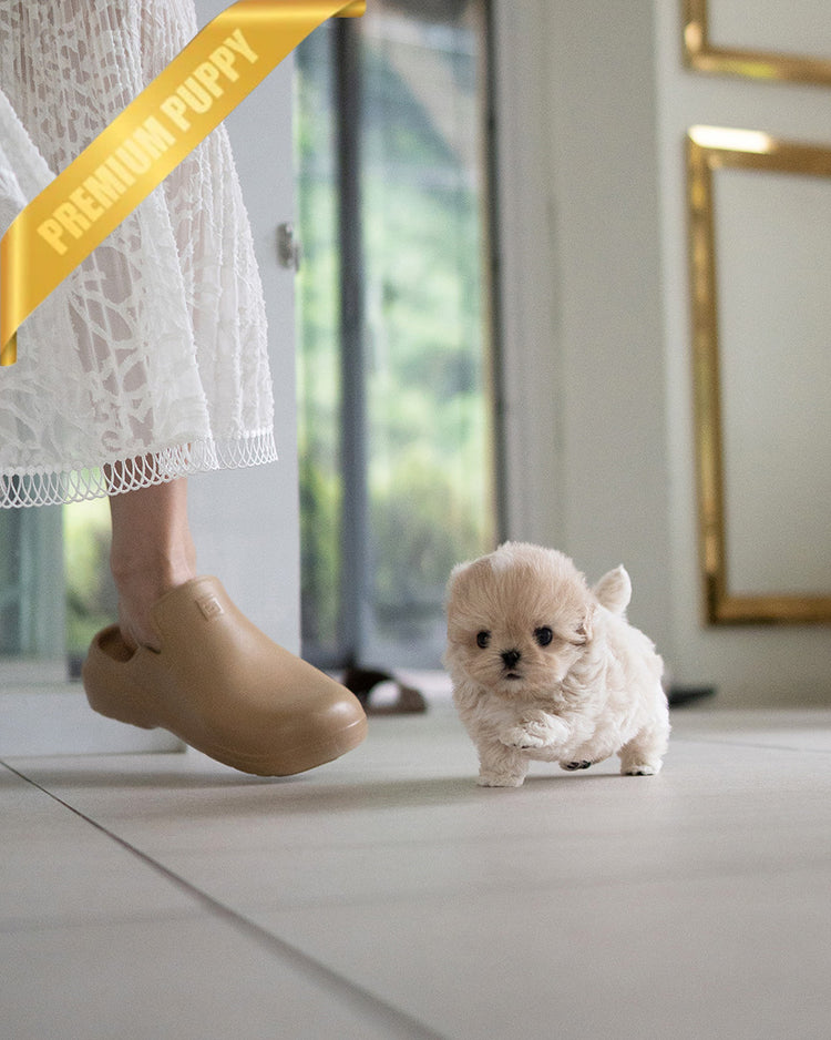 EWAN - MALE (PURCHASED by ABDULLAH) - ROLLY TEACUP PUPPIES - TEACUP PUPPY FOR SALE