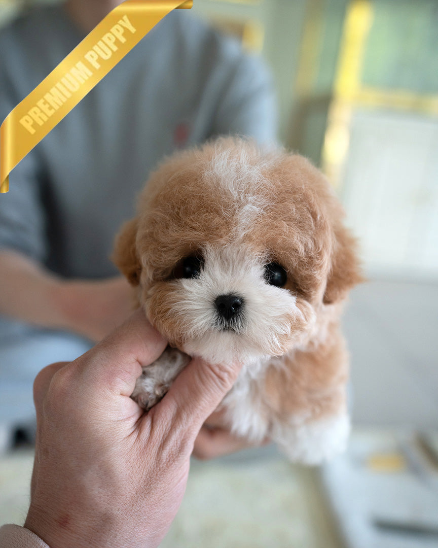 MARCO - MALE (PURCHASED by NAPAVILAI) - ROLLY TEACUP PUPPIES - TEACUP PUPPY FOR SALE