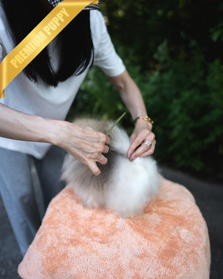 SANDY - MALE (PURCHASED by JOSELYN) - ROLLY TEACUP PUPPIES - TEACUP PUPPY FOR SALE