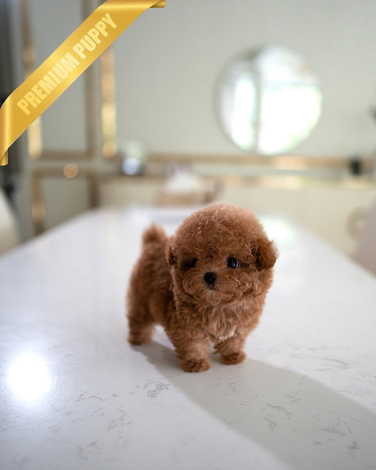 ISABELLA - FEMALE (PURCHASED by DEVIN) - ROLLY TEACUP PUPPIES - TEACUP PUPPY FOR SALE