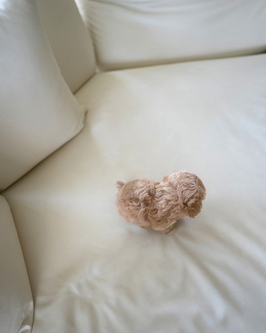 CAMILLE - FEMALE (PURCHASED by KAREN) - ROLLYPUPS OFFICIAL