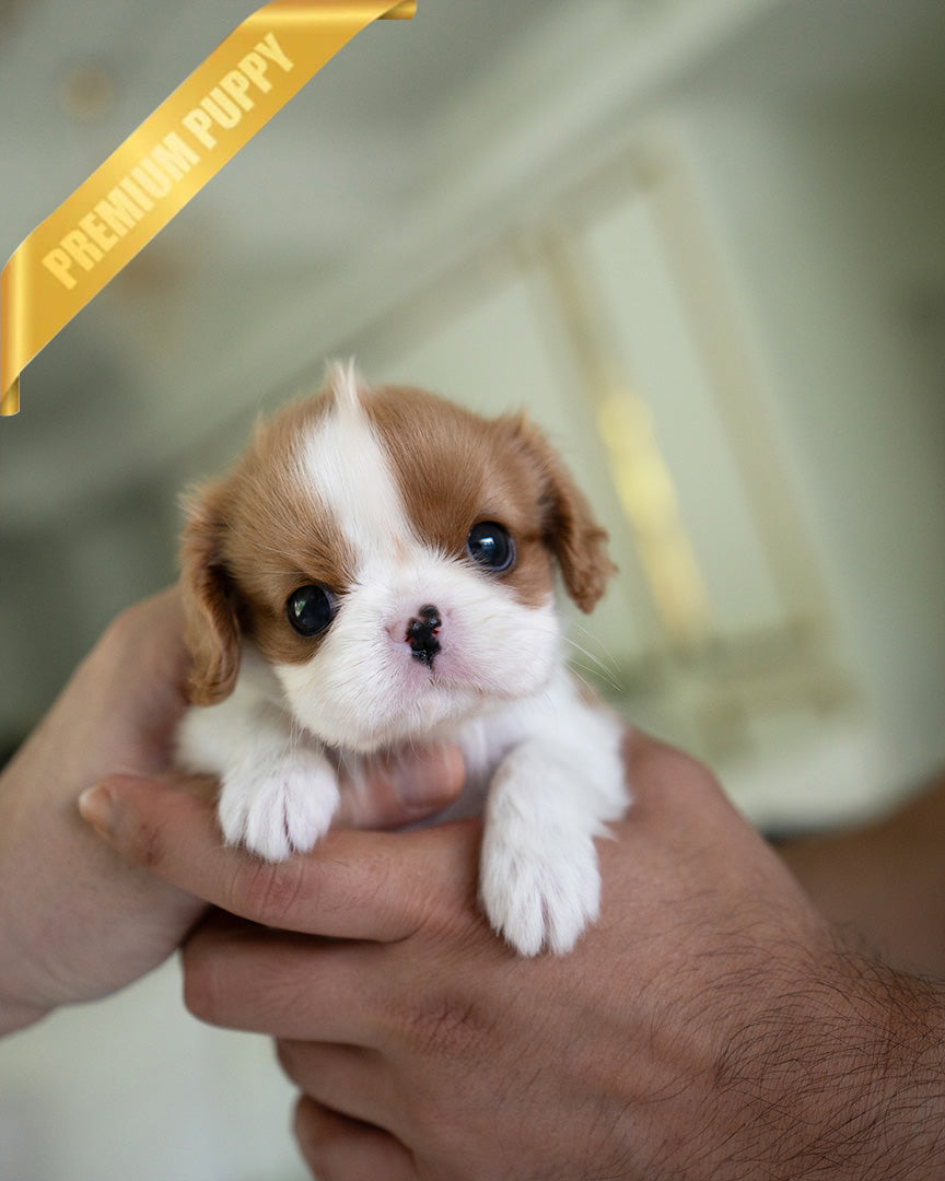 CHARLOTTE - FEMALE - ROLLY TEACUP PUPPIES - TEACUP PUPPY FOR SALE