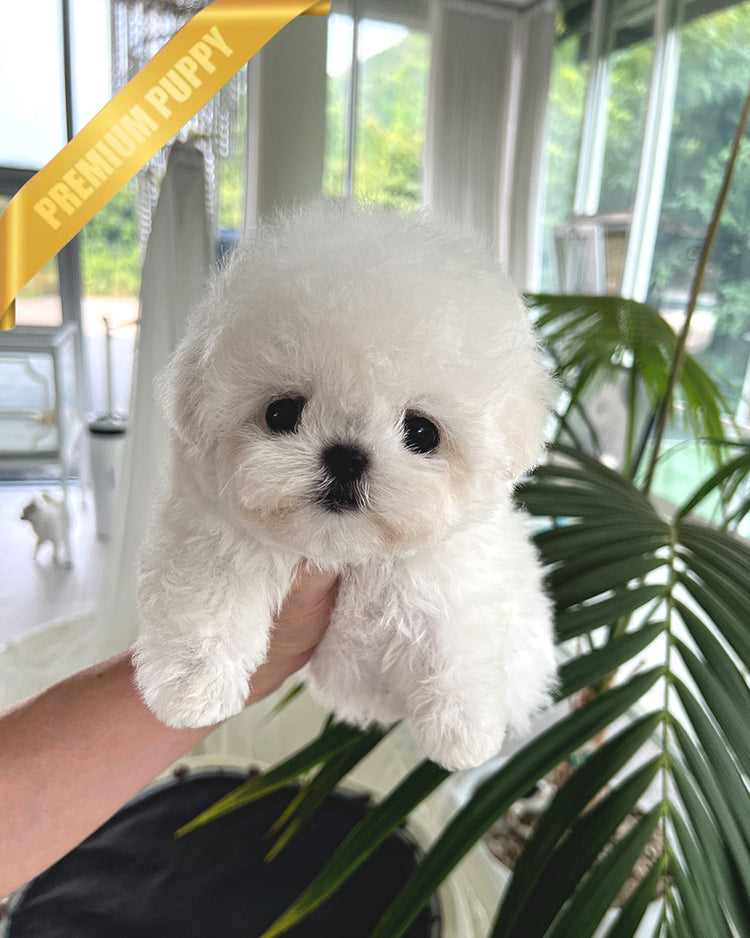 DUSTIN - MALE (PURCHASED by ROBERTO) - ROLLY TEACUP PUPPIES - TEACUP PUPPY FOR SALE