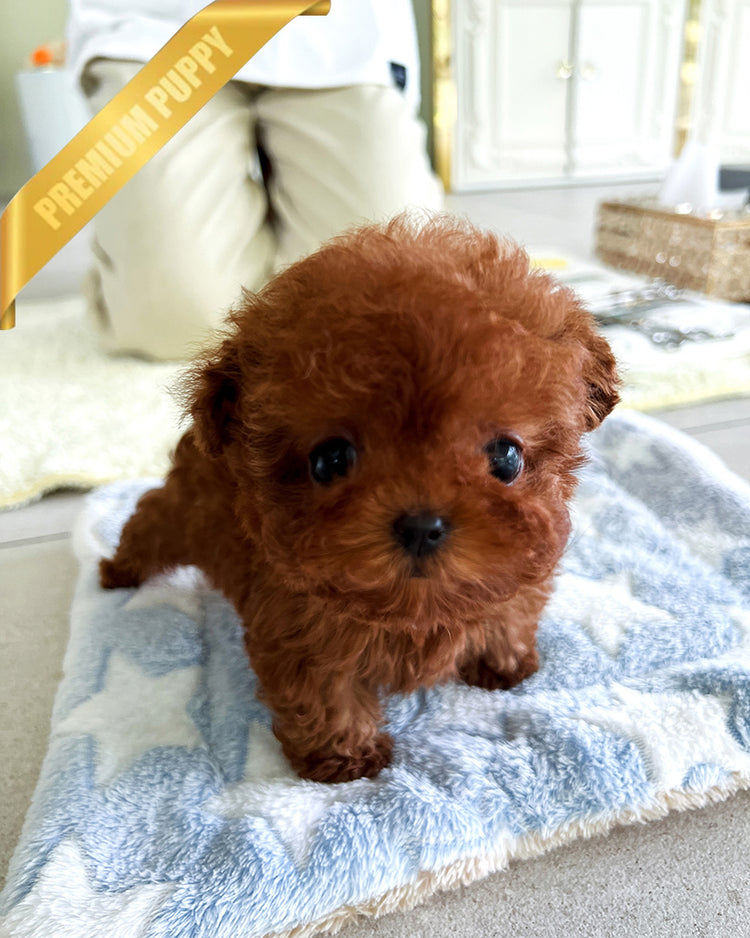 TORY - MALE (PURCHASED by ALICE) - ROLLY TEACUP PUPPIES - TEACUP PUPPY FOR SALE
