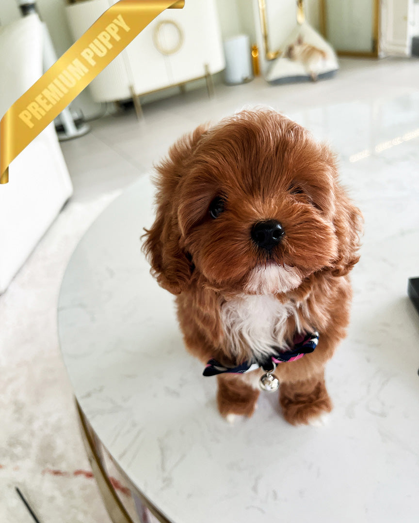 ROSIE - FEMALE - ROLLY TEACUP PUPPIES - TEACUP PUPPY FOR SALE