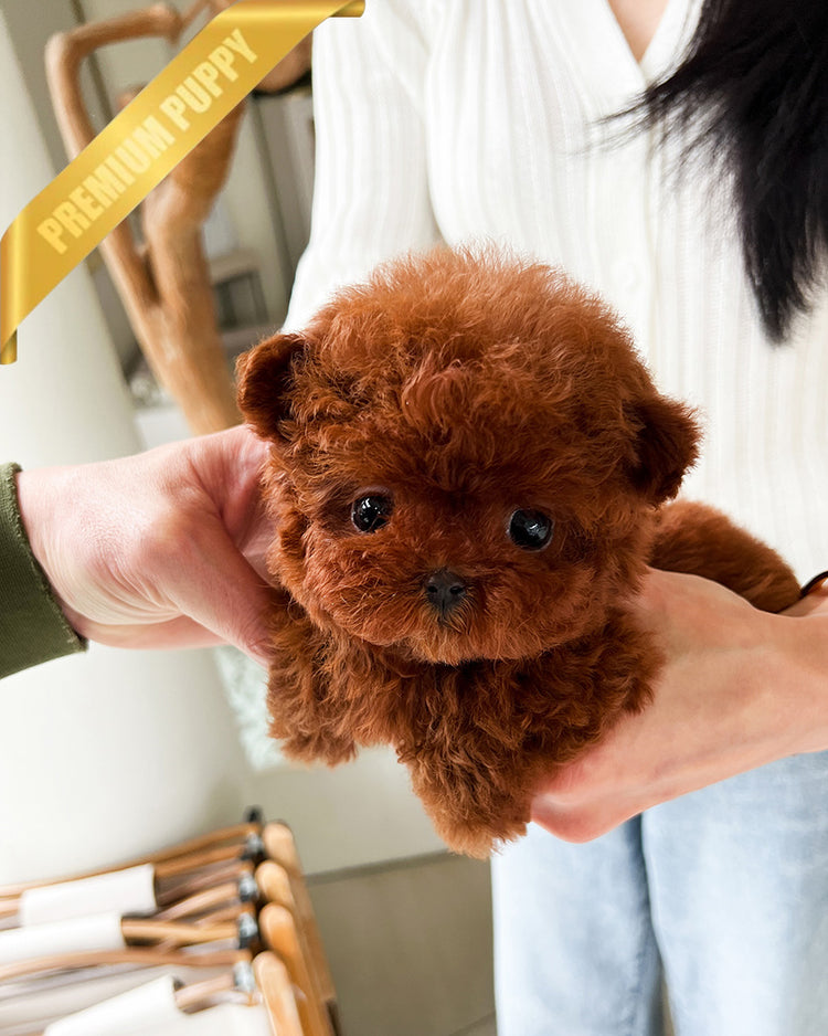 CINNAMON - FEMALE(RESERVED by LINZ) - ROLLY TEACUP PUPPIES - TEACUP PUPPY FOR SALE