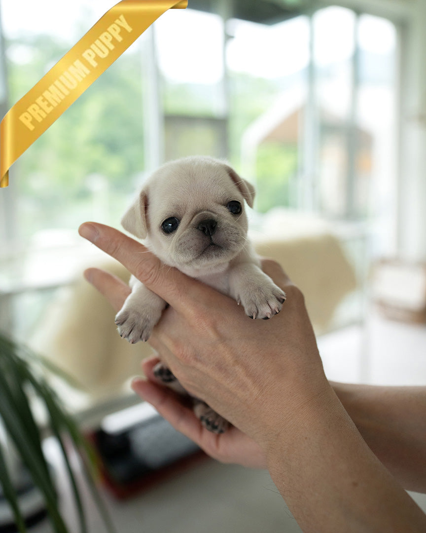 WRINKLES - FEMALE (PURCHASED by CHEN) - ROLLY TEACUP PUPPIES - TEACUP PUPPY FOR SALE