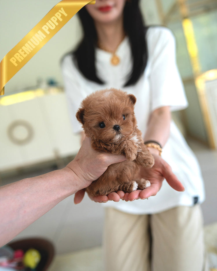 CHLOE - FEMALE (PURCHASED by AZIZ) - ROLLY TEACUP PUPPIES - TEACUP PUPPY FOR SALE