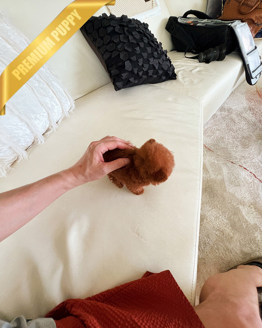 ZIGGY - FEMALE (PURCHASED by LINDSAY) - ROLLY TEACUP PUPPIES - TEACUP PUPPY FOR SALE