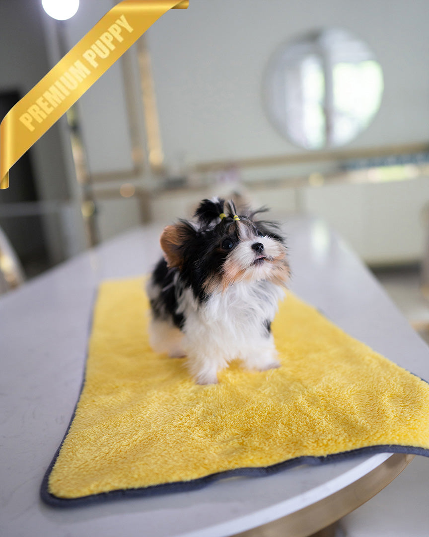 MILO - MALE (PURCHASED by ASHLEY) - ROLLY TEACUP PUPPIES - TEACUP PUPPY FOR SALE