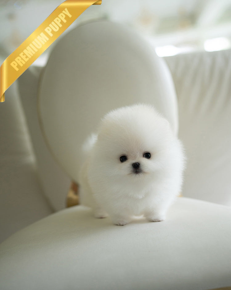 CLOUD - FEMALE (PURCHASED by CATHERINE) - ROLLY TEACUP PUPPIES - TEACUP PUPPY FOR SALE