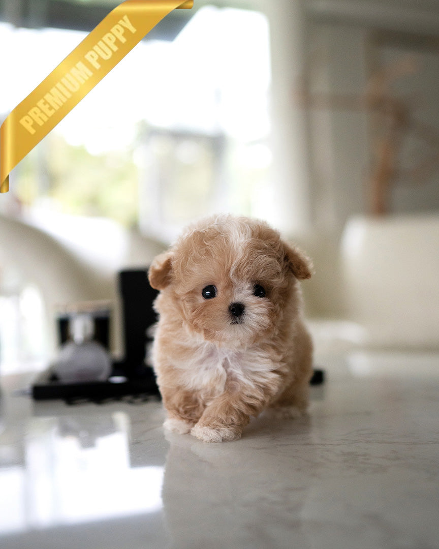 EWAN - MALE (PURCHASED by RT)