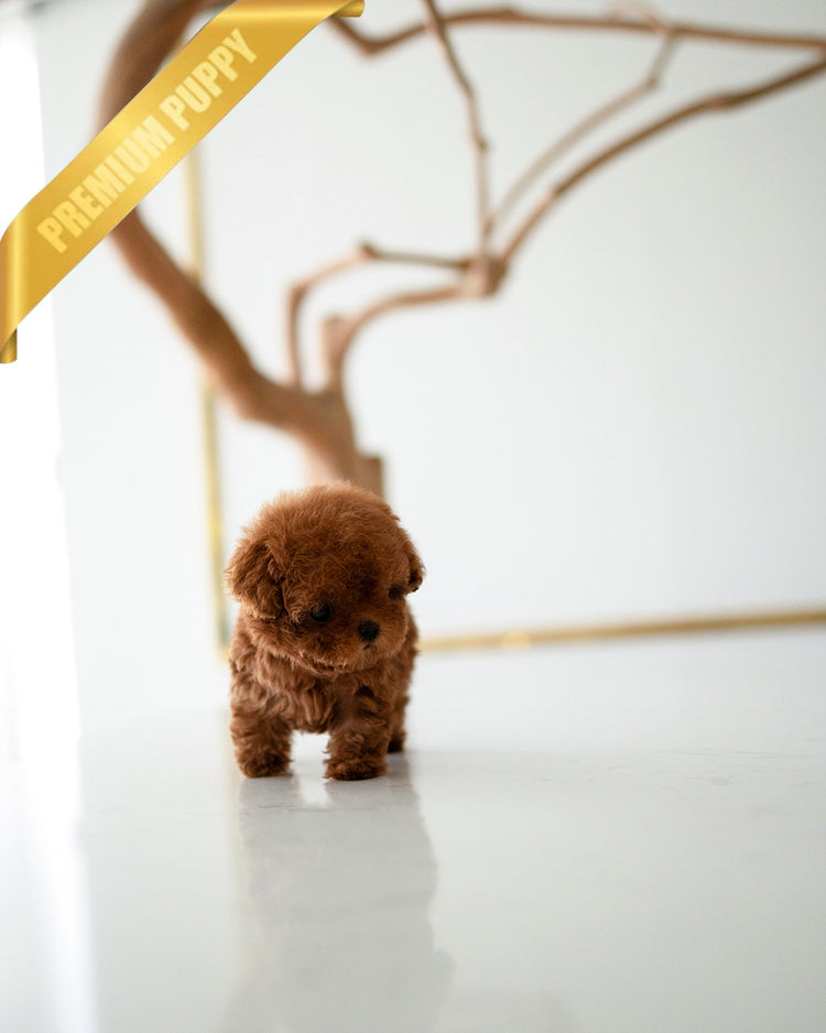 VELVET - FEMALE (PURCHASED by GUILHERME) - ROLLY TEACUP PUPPIES - TEACUP PUPPY FOR SALE