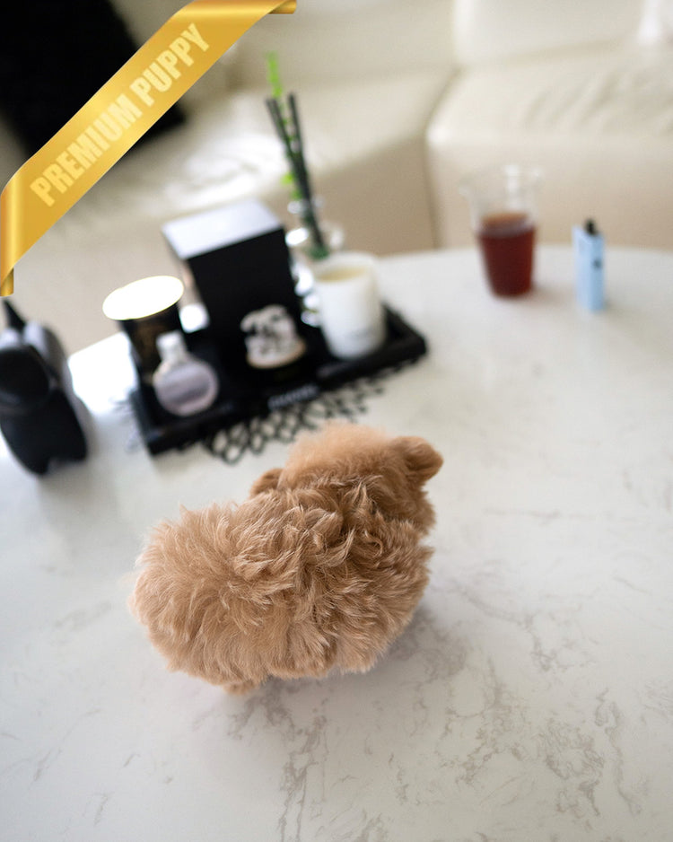 HUGO - MALE (RESERVED by GIMENA) - ROLLYPUPS OFFICIAL