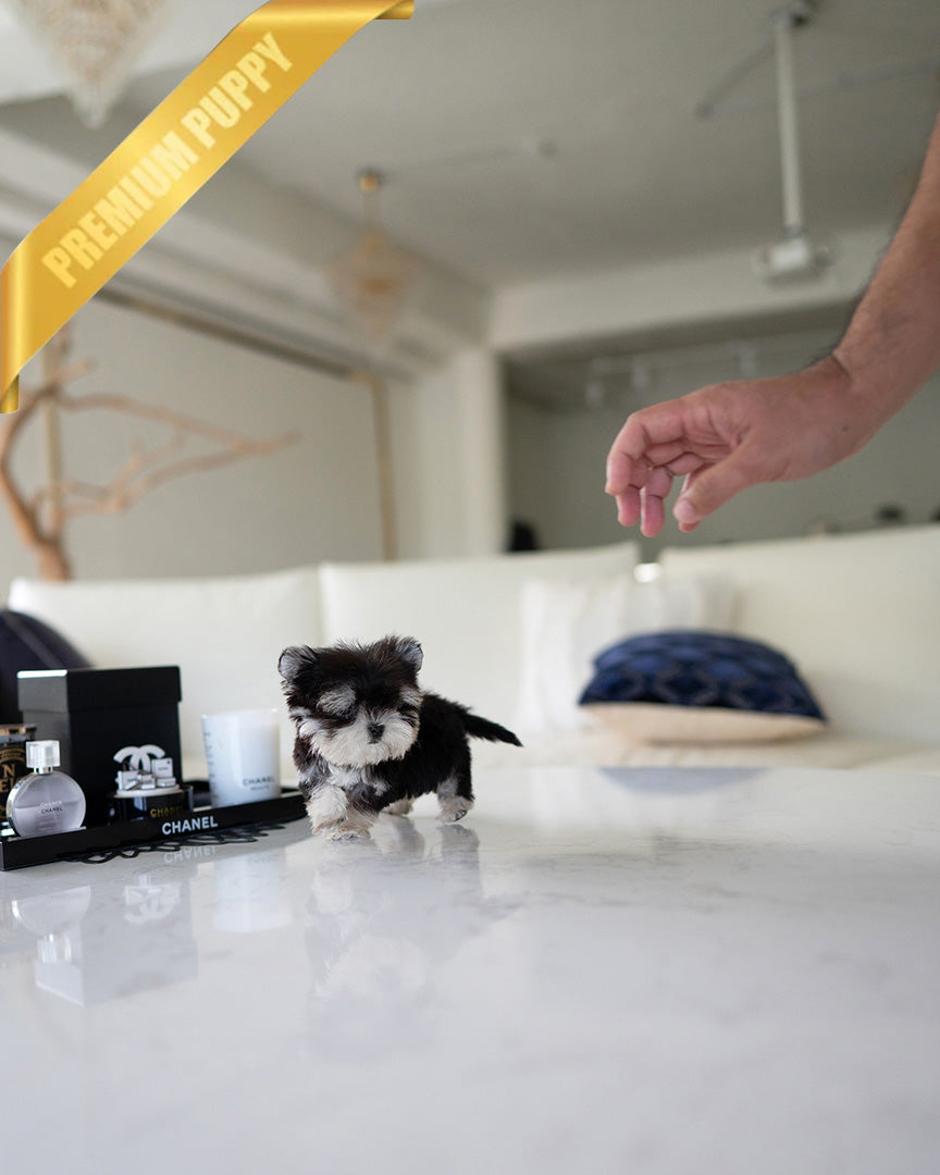 COLA - MALE - ROLLY TEACUP PUPPIES -