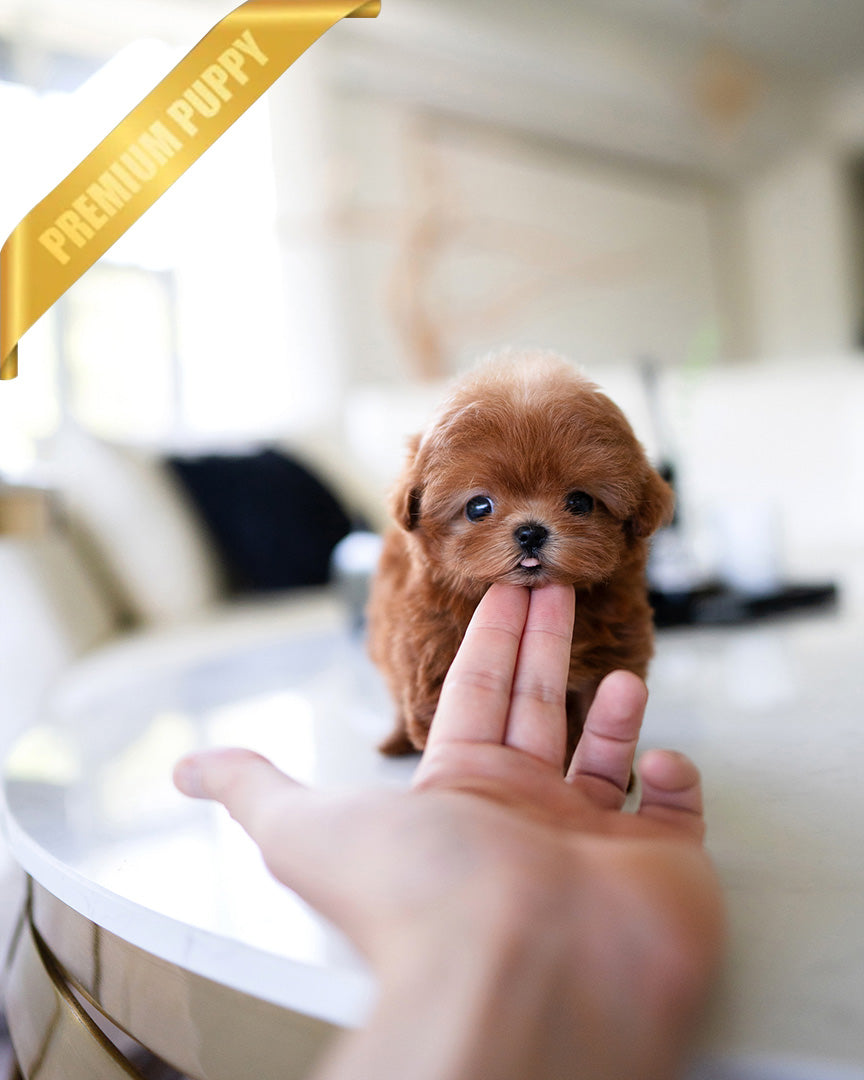 LUCY - FEMALE (PURCHASED by DEIDRE) - ROLLY TEACUP PUPPIES - TEACUP PUPPY FOR SALE