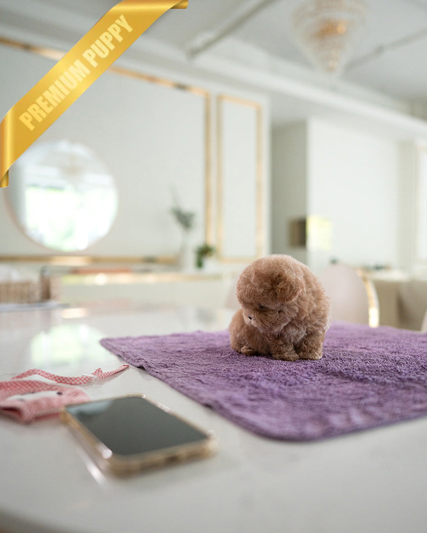 LALA - FEMALE (PURCHASED by LEE) - ROLLY TEACUP PUPPIES - TEACUP PUPPY FOR SALE