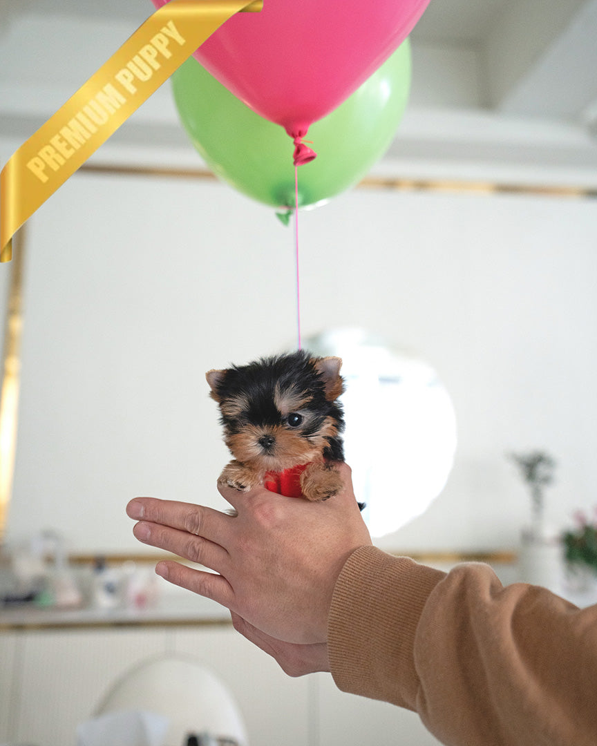 STELLA - FEMALE (PURCHASED by REBECA) - ROLLY TEACUP PUPPIES - TEACUP PUPPY FOR SALE