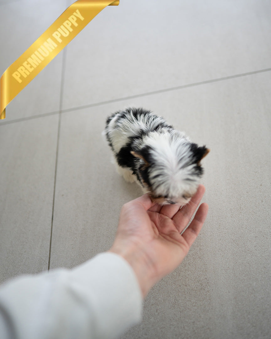 TEDDY - MALE (PURCHASED by SANTIAGO) - ROLLY TEACUP PUPPIES - TEACUP PUPPY FOR SALE