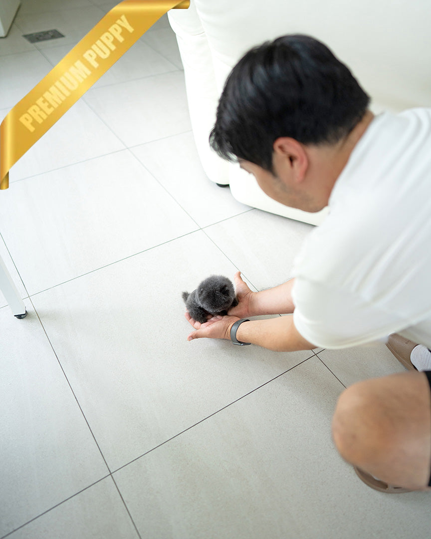 INDIGO  - MALE (PURCHASED by JENNY) - ROLLY TEACUP PUPPIES - TEACUP PUPPY FOR SALE