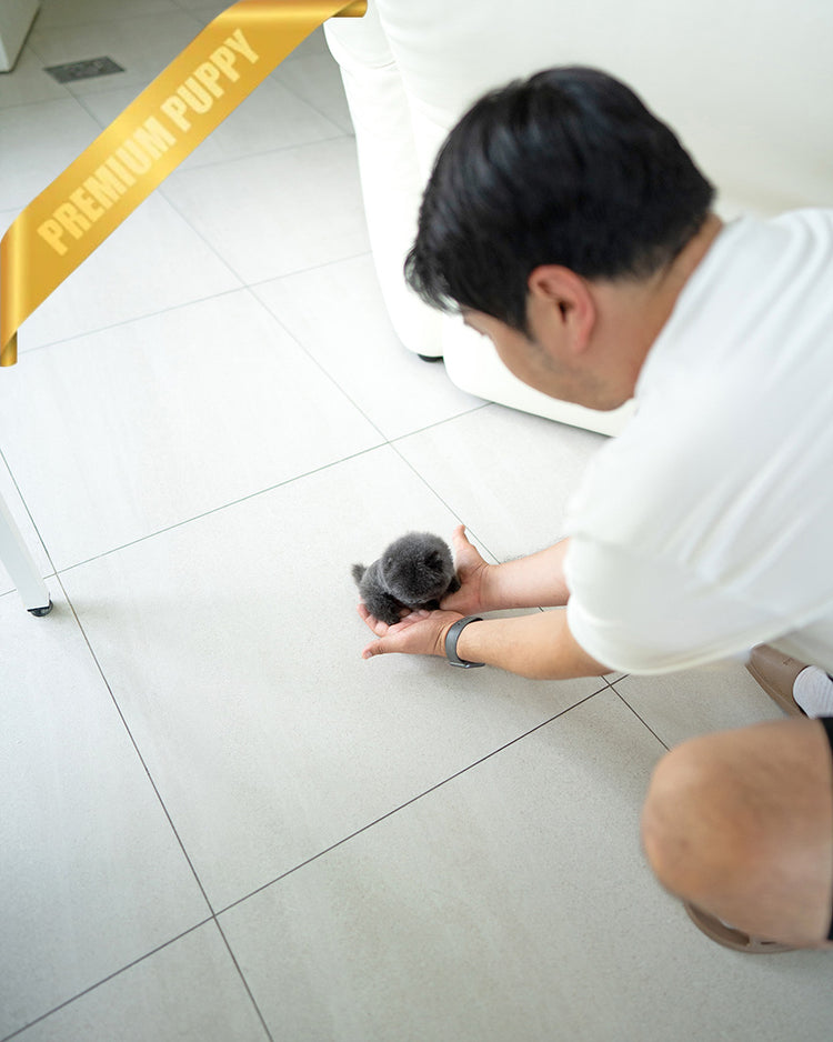 INDIGO  - MALE (PURCHASED by JENNY) - ROLLY TEACUP PUPPIES - TEACUP PUPPY FOR SALE