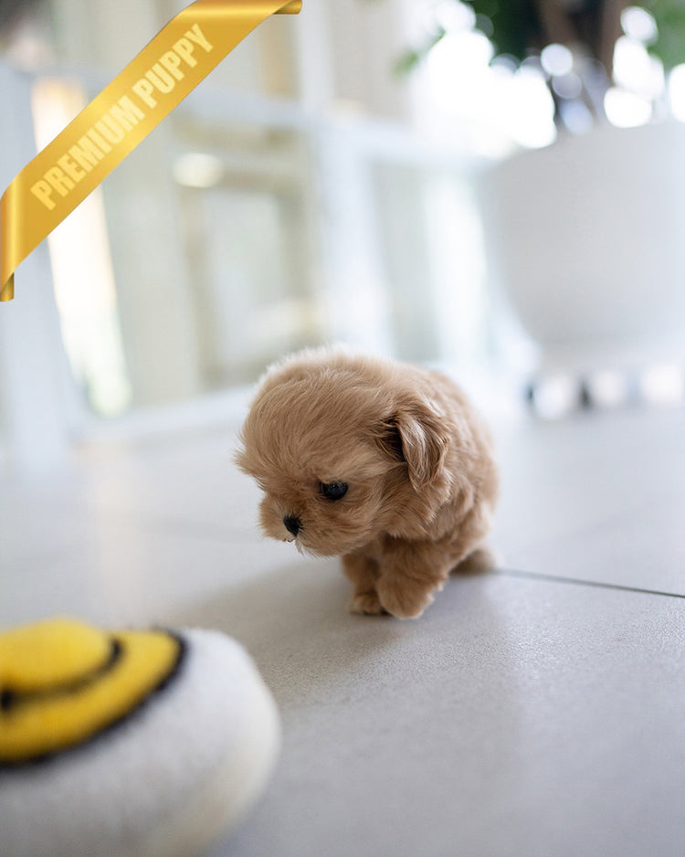 SKY - MALE (PURCHASED by OLIVIA) - ROLLYPUPS OFFICIAL