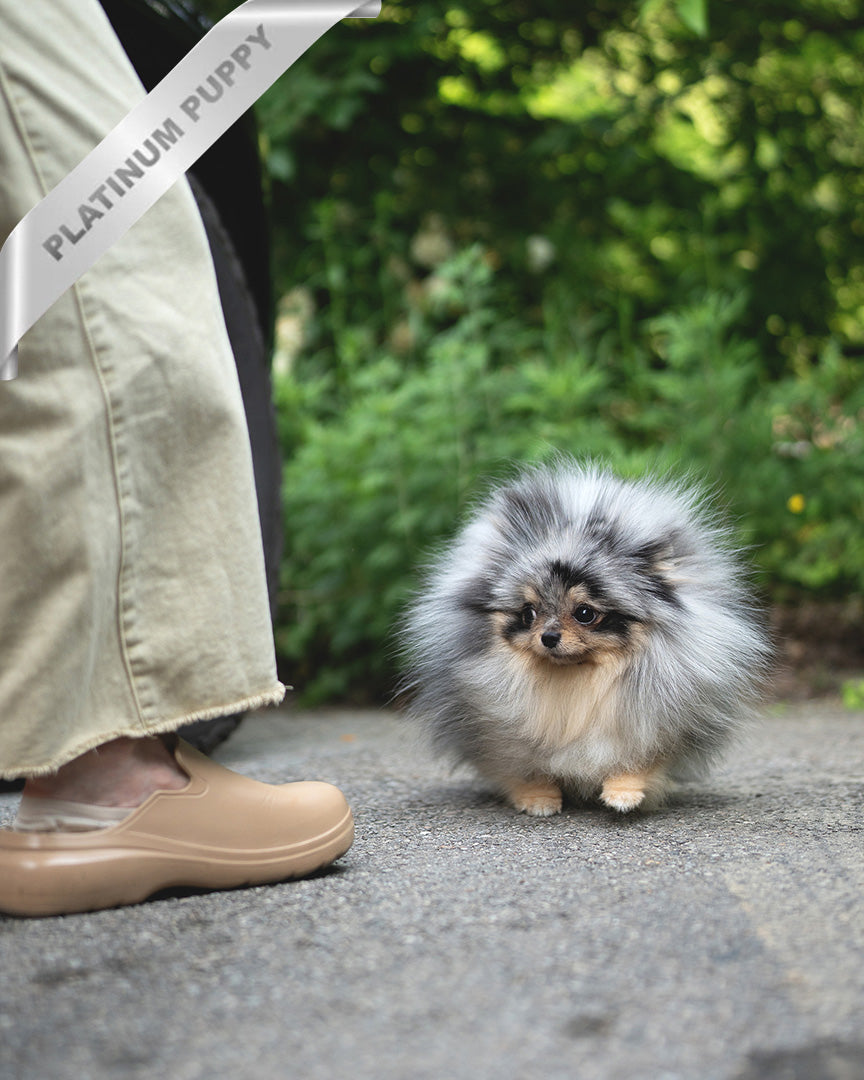 MARBLE - MALE (PURCHASED by JUNG) - ROLLY TEACUP PUPPIES - TEACUP PUPPY FOR SALE