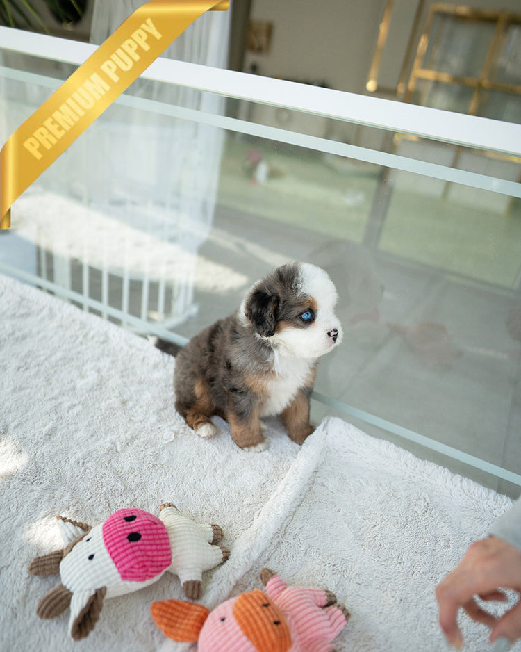 NOVA - FEMALE (PURCHASED by ANDREA) - ROLLY TEACUP PUPPIES - TEACUP PUPPY FOR SALE