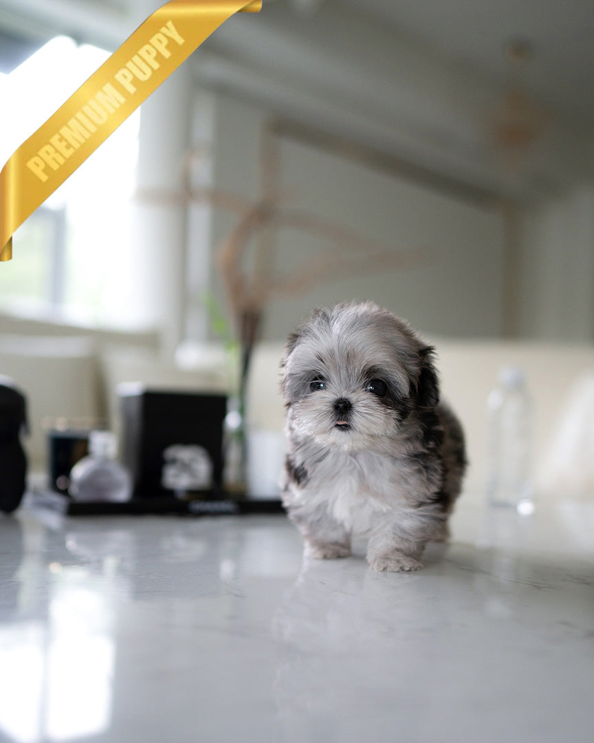 OREO - MALE (PURCHASED by DARIUS) - ROLLY TEACUP PUPPIES - TEACUP PUPPY FOR SALE