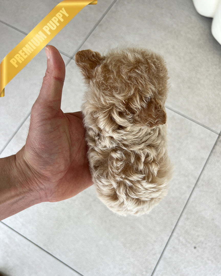 EWAN - MALE (RESERVED by SHALMOR) - ROLLY TEACUP PUPPIES - TEACUP PUPPY FOR SALE