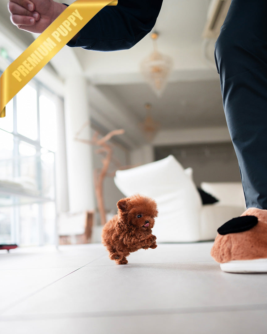 FELIX - MALE (PURCHASED by AHMAD) - ROLLY TEACUP PUPPIES - TEACUP PUPPY FOR SALE