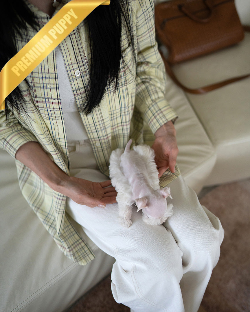 NOVA - FEMALE (RESERVED by NOUF) - ROLLYPUPS OFFICIAL -