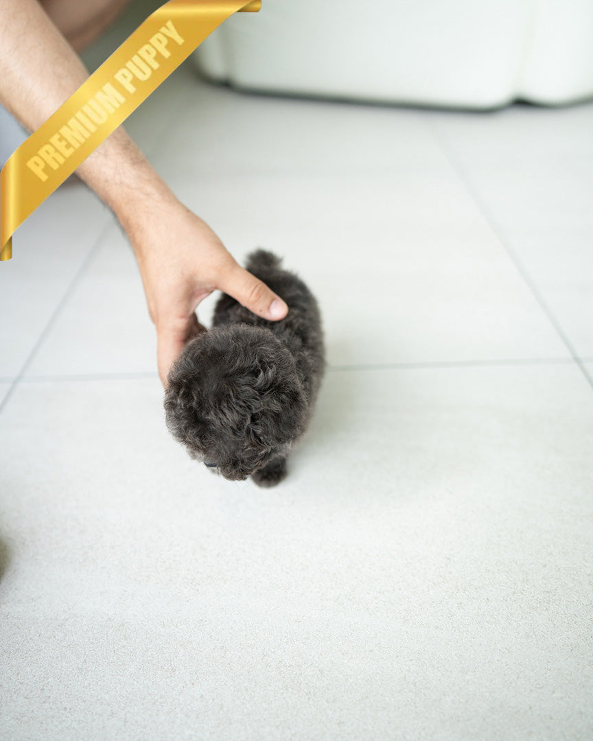 NALA - FEMALE (PURCHASED by LIN) - ROLLY TEACUP PUPPIES - TEACUP PUPPY FOR SALE
