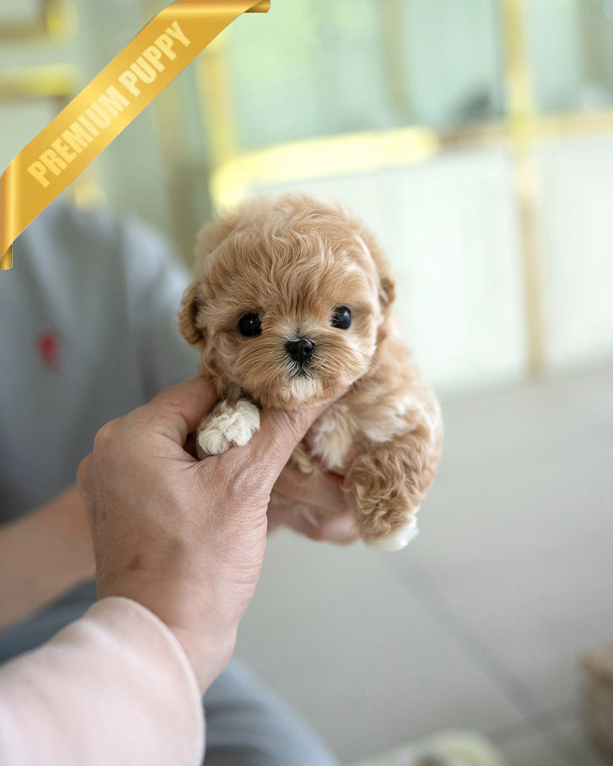 BISCUIT - MALE (PURCHASED by WILLIAM) - ROLLY TEACUP PUPPIES - TEACUP PUPPY FOR SALE