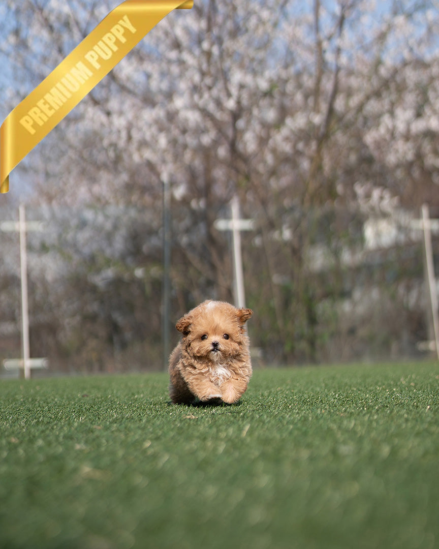 ROSE - FEMALE - ROLLY TEACUP PUPPIES - TEACUP PUPPY FOR SALE