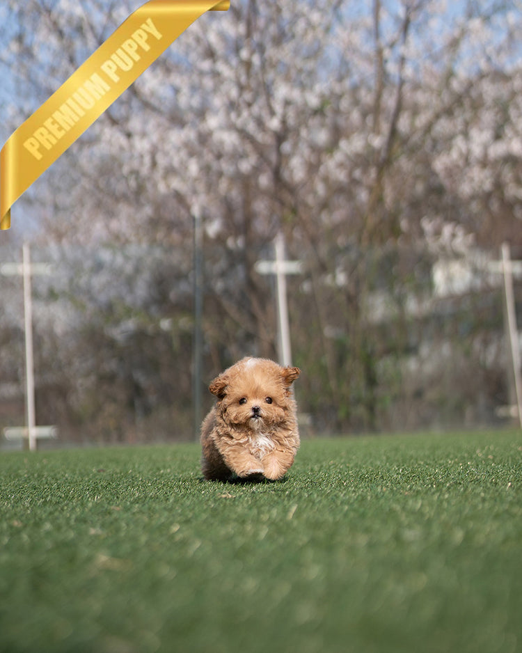 ROSE - FEMALE - ROLLY TEACUP PUPPIES - TEACUP PUPPY FOR SALE