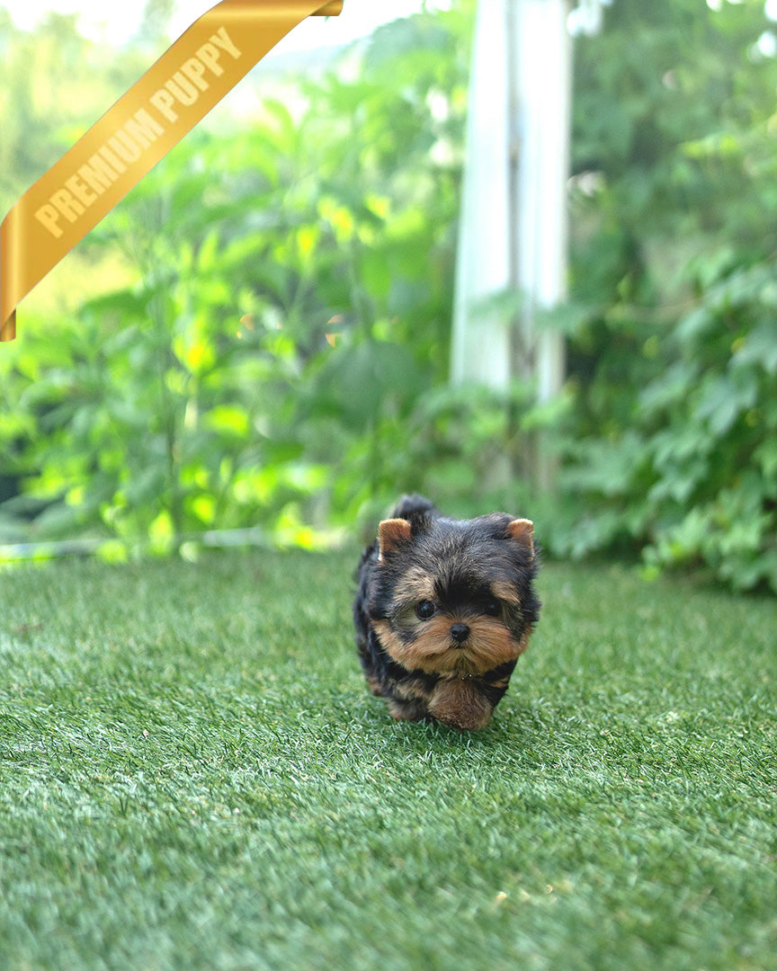 STELLA - FEMALE (PURCHASED by ANT) - ROLLYPUPS OFFICIAL