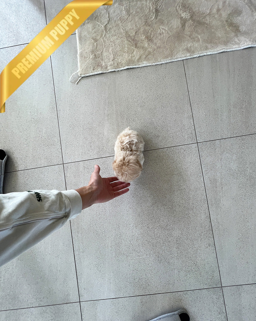 ZOEY - FEMALE - ROLLYPUPS OFFICIAL