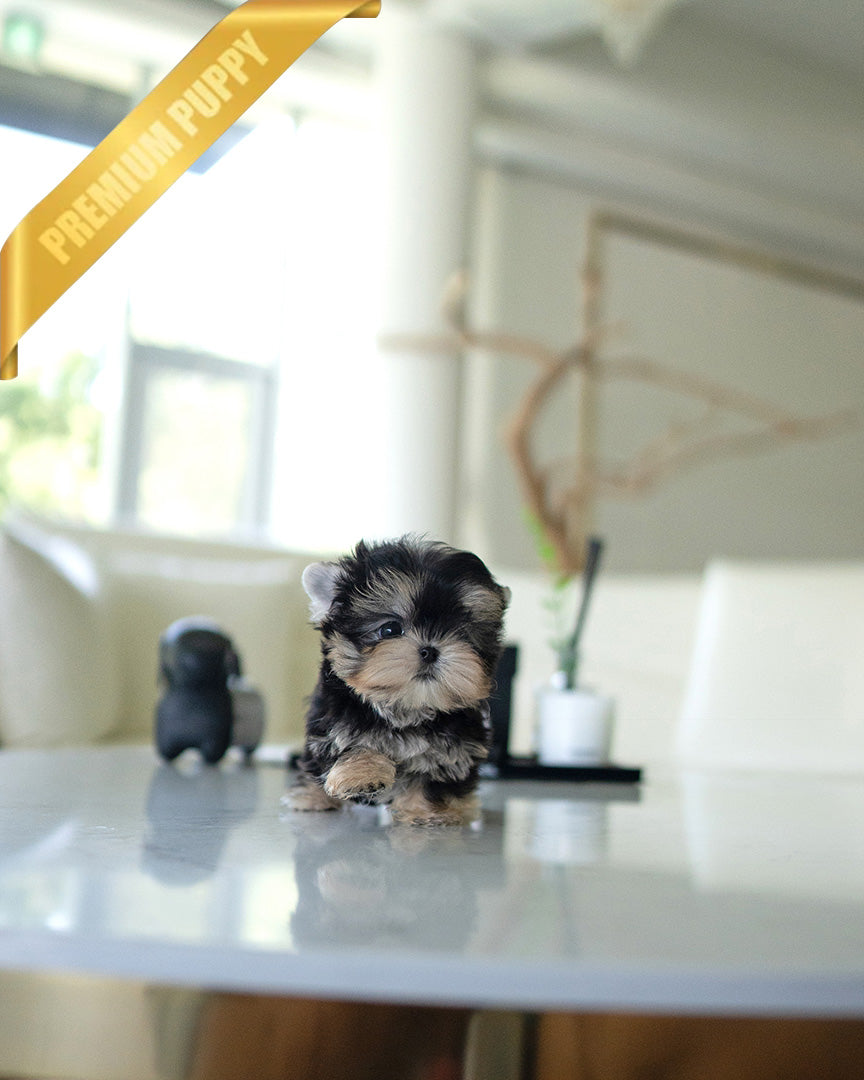 ROVER - MALE (PURCHASED by ITZIA) - ROLLYPUPS OFFICIAL